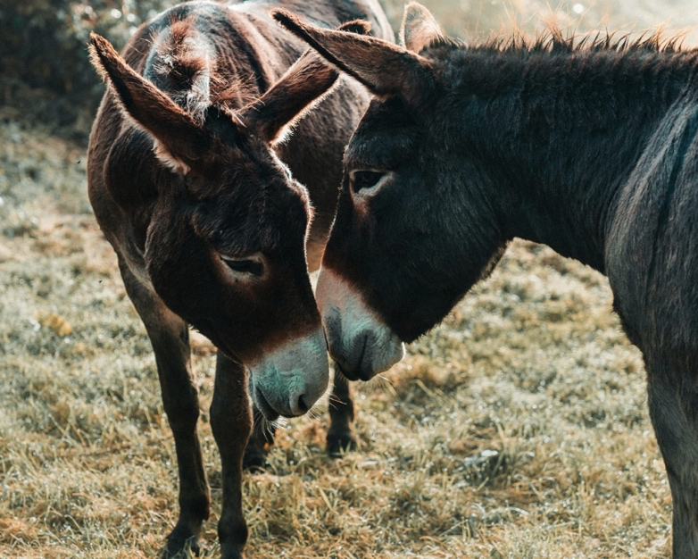 A Donkey’s Colt