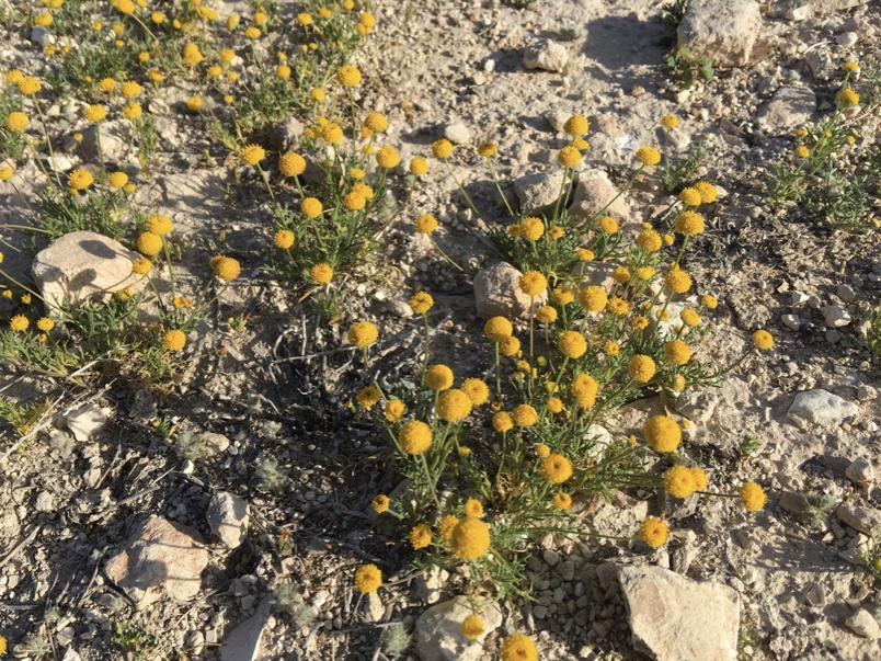 Lessons from the Flowers