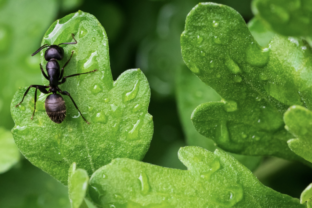 Consider the Ant