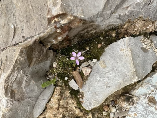 A Rock of Refuge
